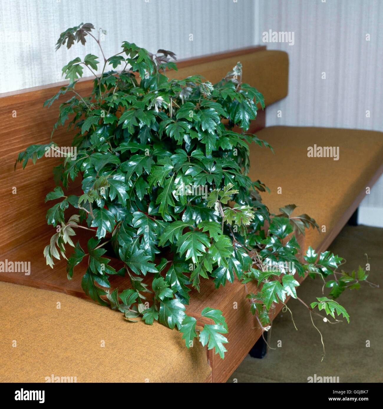 Cissus rhombifolia - `Ellen Danica'   HPS050313 Stock Photo